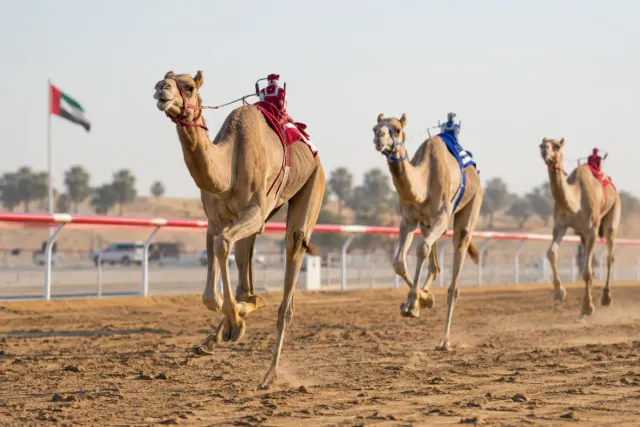 Al Tallah Camel Racecourse