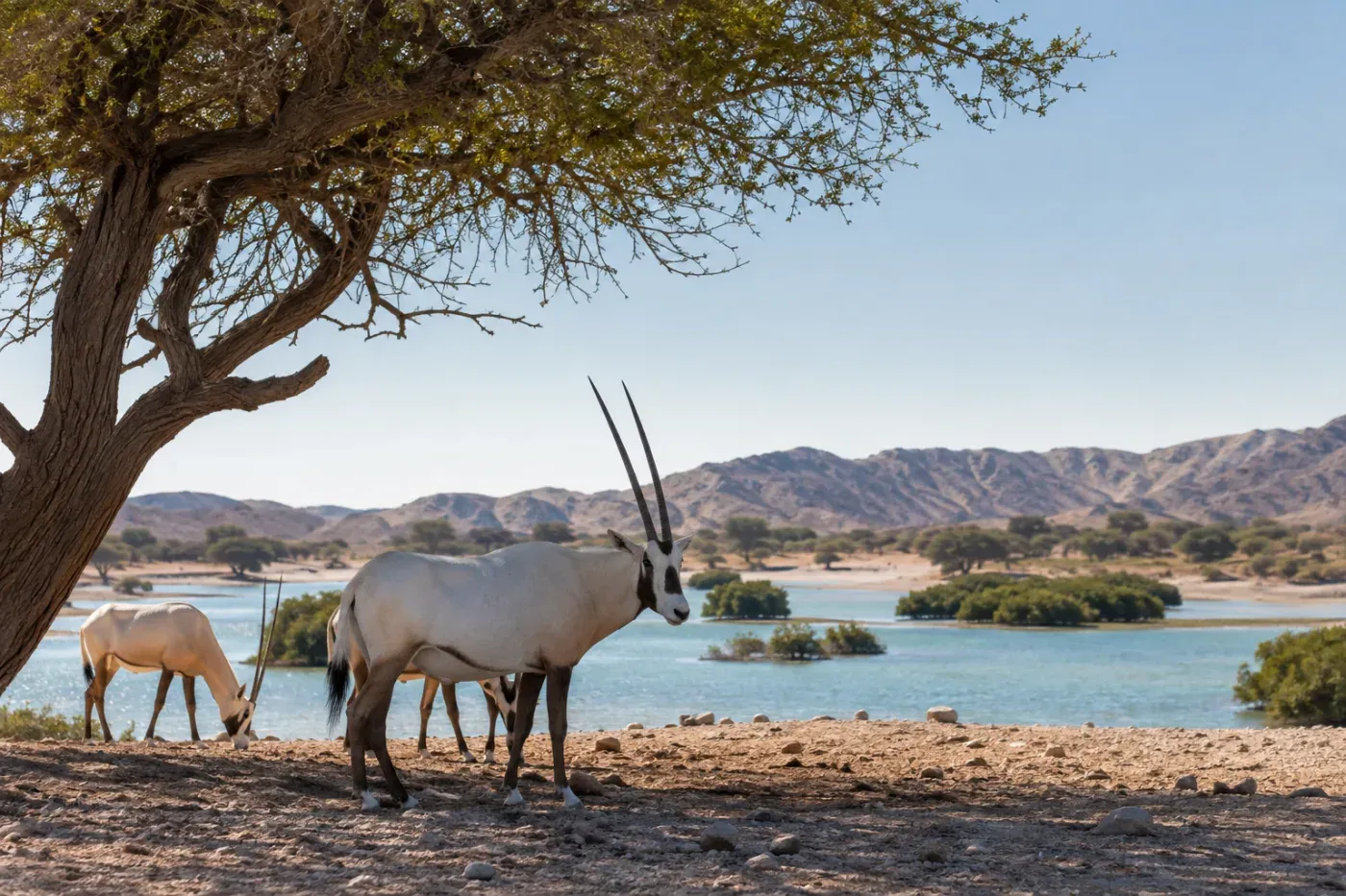 Sir Bani Yas Island