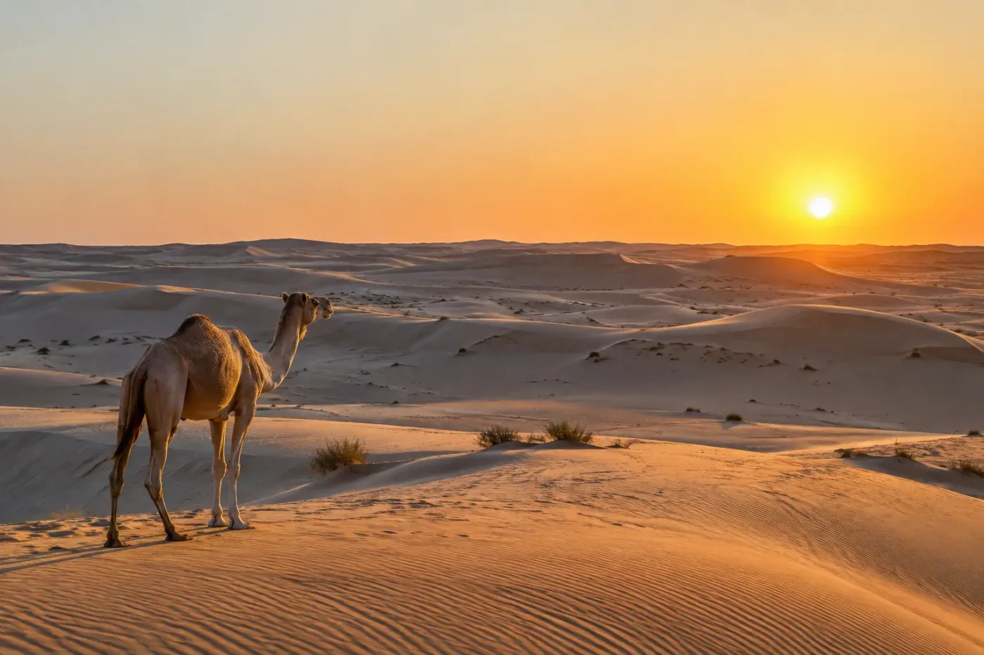 Al Dhafra Desert Region