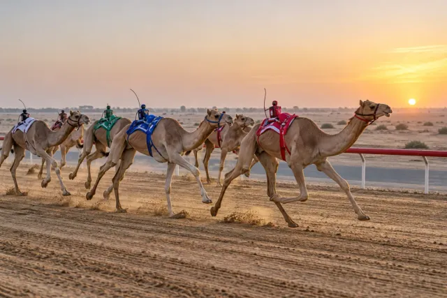 Al Marmoom Camel Track
