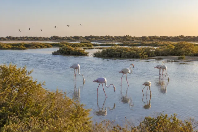 Al Wathba Wetland Reserve